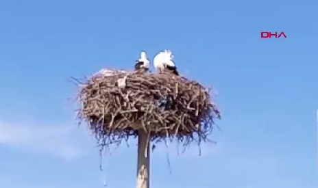 Aydın'ın Sümer Mahallesi'ne baharın müjdecisi olan yılın ilk leylekleri geldi