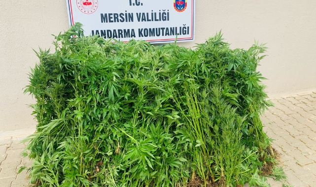 Bahçesinde kenevir yetiştiren şüpheli tutuklandı