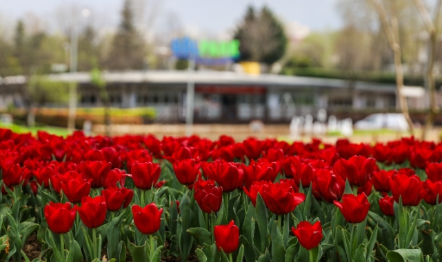 Bursa Büyükşehir Belediyesi parkları lale ve çiçeklerle renklendirdi