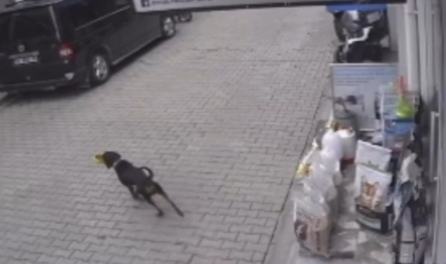 Bursa'da kediyi kıskanan köpek bakın ne yaptı