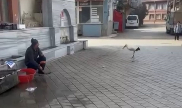 Bursa'da Yusuf dayının leyleği 'Bilal' bu yıl da geldi