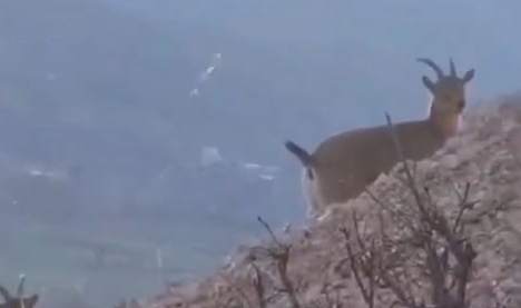 Dağ keçilerini görüntülemek için keçi gibi tırmandı