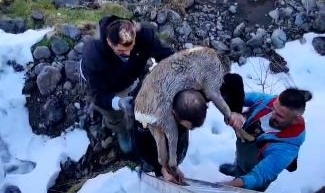 Dereye düşen karacayı omuzuna alarak kurtardı