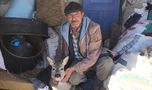 Dikenli tele takılan karaca yavrusunu ekipler kurtardı