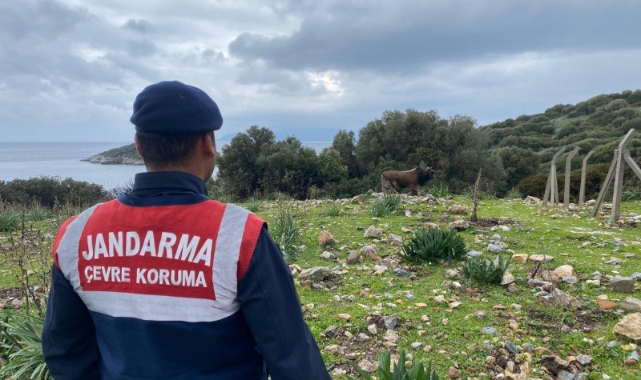 Dilek Yarımadası Milli Parkı'nda jandarma denetimi
