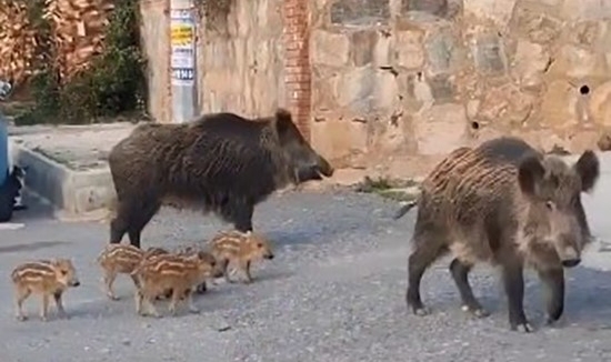 Domuz sürüsünün rahatlığı şaşırttı