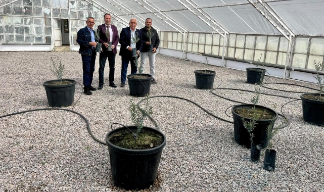 Edremit'te yeni yerli zeytin çeşidi tescillendi