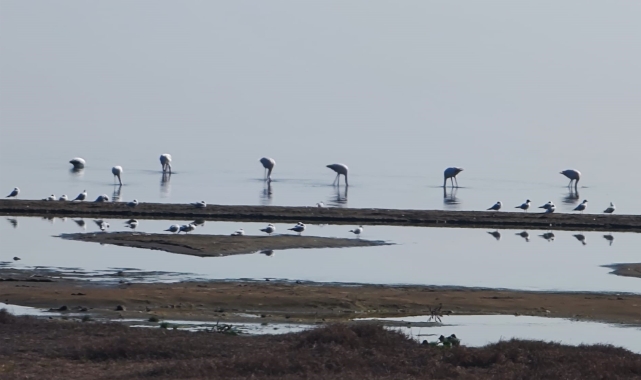 Flamingolar İznik Gölü’nde mola verdi