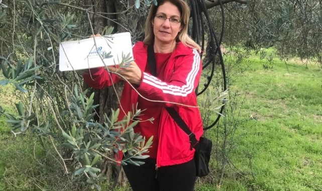 Havran'da zeytin güvesi alarmı