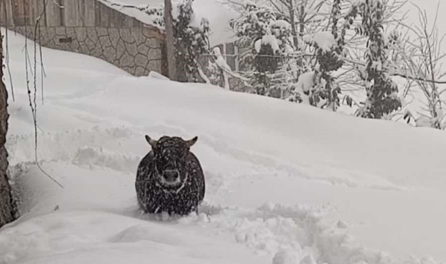 Rize'de kışlık ahırından kaçan boğa yakalandı