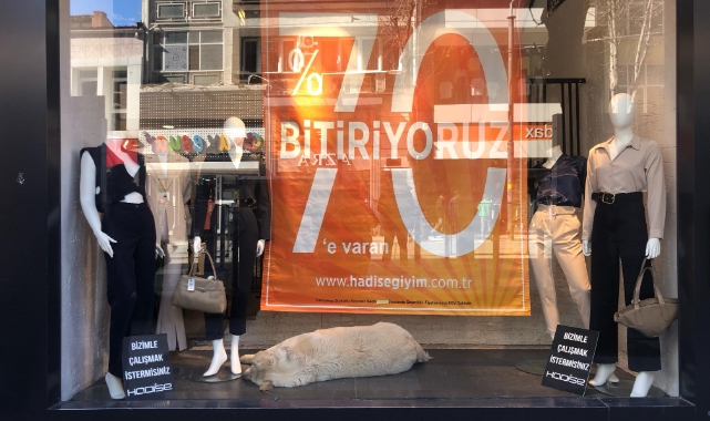 Sıcaktan bunalan köpek çözümü mağaza vitrininde buldu