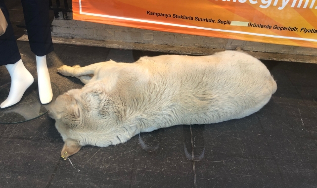 Sıcaktan bunalan köpek çözümü mağaza vitrininde buldu