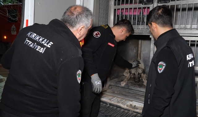 Sirenler bu kez yaralı köpek için çaldı