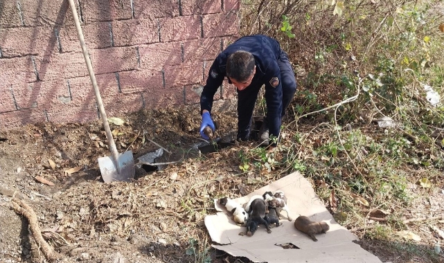 Sulama kanalında mahsur kalan yavru köpekleri itfaiye kurtardı
