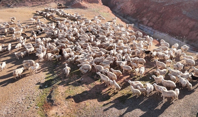 Süt kuzularının anneleriyle buluşma anı dron ile görüntülendi