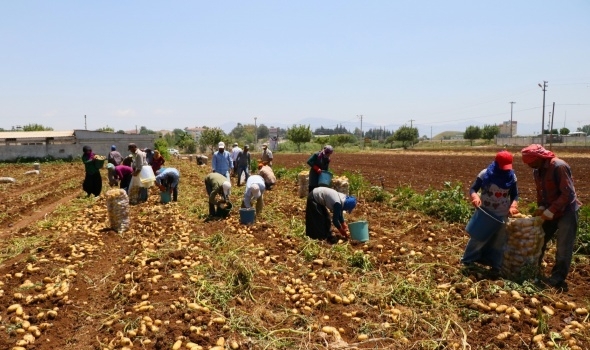 Tarım işçilerinin günlük ücreti arttı