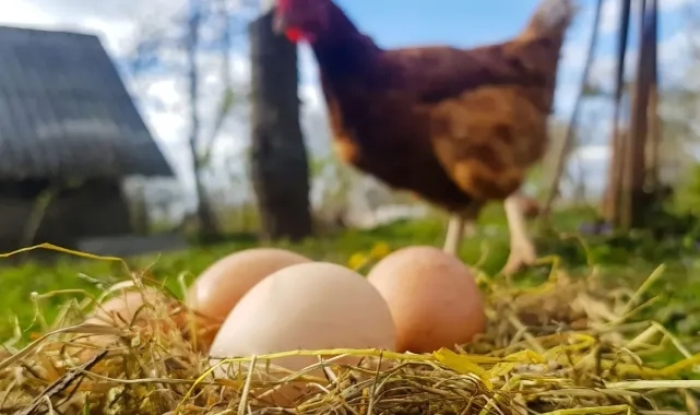 Tavuk eti ve yumurta üretimi azaldı