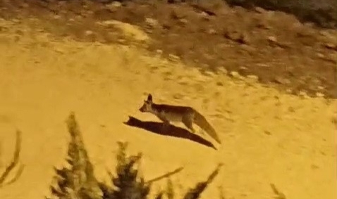Tilkiler şehir merkezine indi