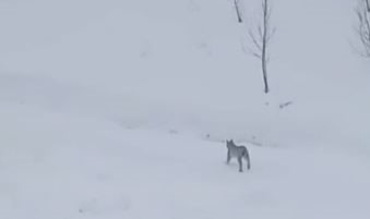 Vaşaklar karlı arazide görüntülendi