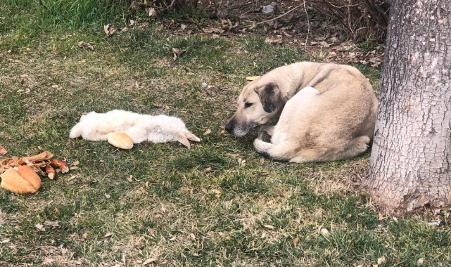 Vefalı köpek ölen dostunu yalnız bırakmadı