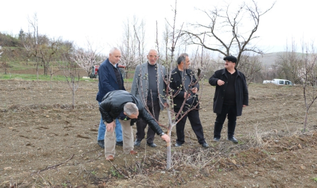 Aç kalan tavşanlar fidanları kemirdi