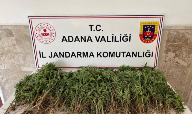 Adana'da 712 kök Hint keneviri ele geçirildi