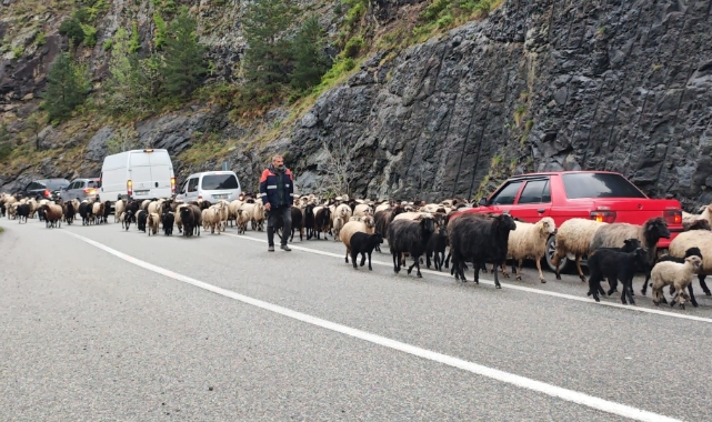 Artvin'de yaylaya giden koyun sürüsü karayolunu işgal etti