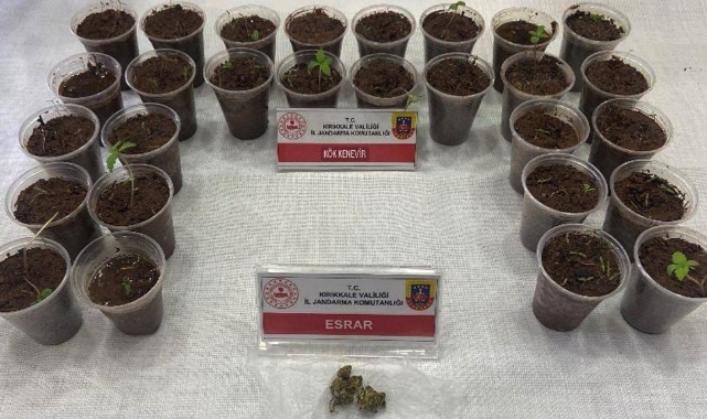 Bagajdan bardak bardak kenevir çıktı!