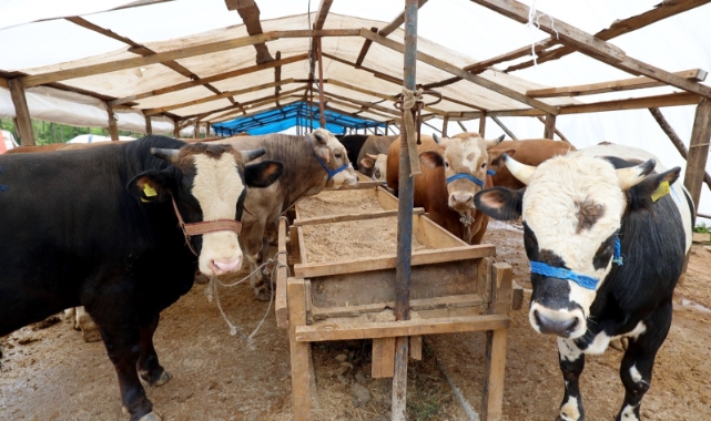 Başiskele'deki kurbanlık satış yerinde hazırlıklar tamamlandı