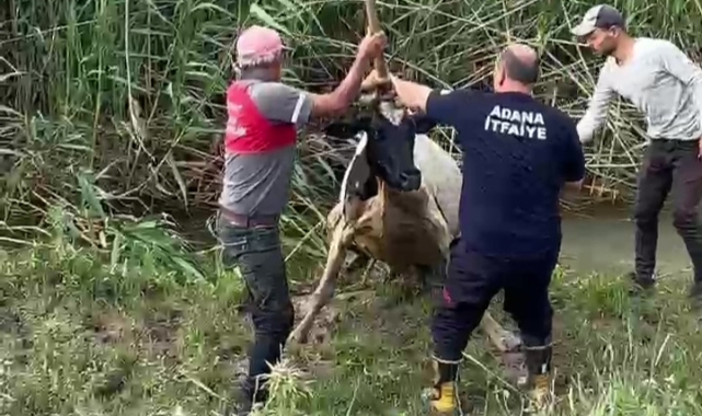 Bataklığa saplanan inek vinçle kurtarıldı