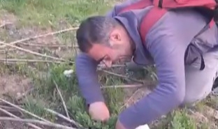 Bitlis’te dağ mantarı çıkmaya başladı