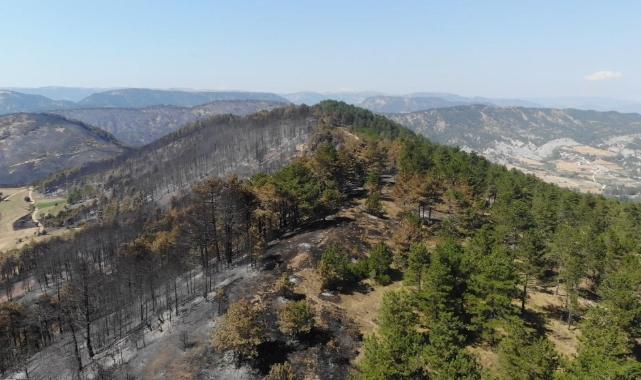 Bolu'da 5 milyondan fazla fidan toprakla buluşacak