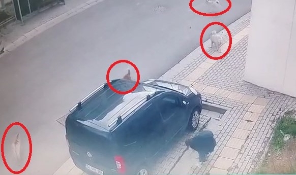 Bursa'da başıboş köpekler korku dolu anlar yaşattı