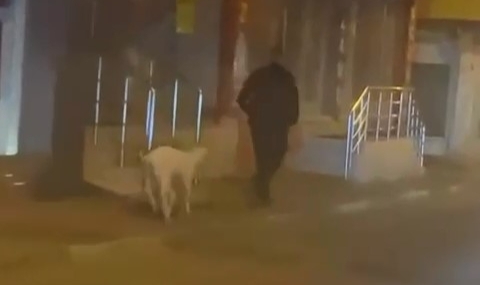 Bursa'da eğittiği kuzusunu dolaşmaya çıkardı