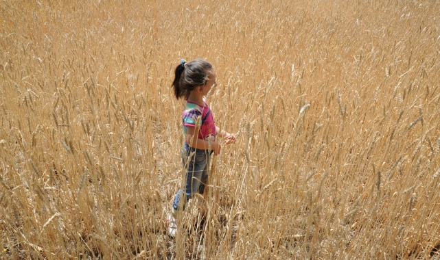 Dünyada artan talep hububat üretimini 62 milyon ton yükseltecek