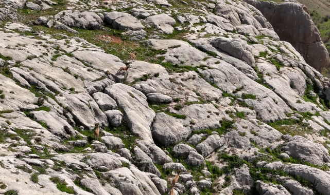 Elazığ’da dağ keçileri havadan görüntülendi