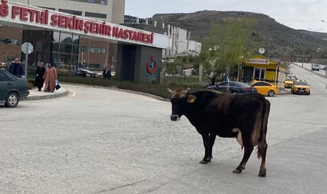 Elazığ’da yolunu kaybeden inek hastane önünü mesken tuttu