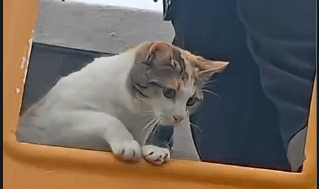 Elektrik direğinde mahsur kalan kedi kurtarıldı