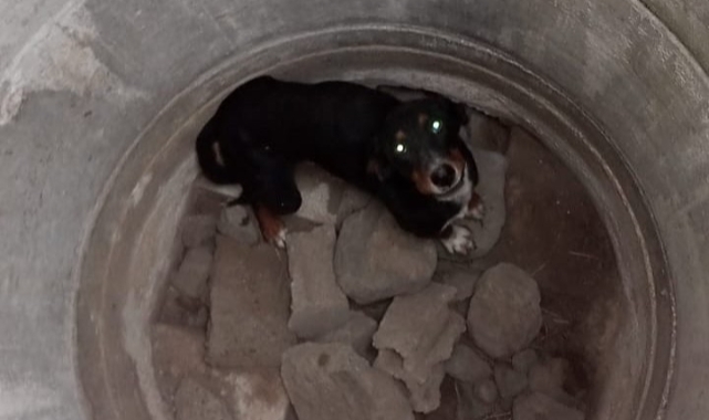 Erzin’de kuyuya düşen köpeği itfaiye kurtardı
