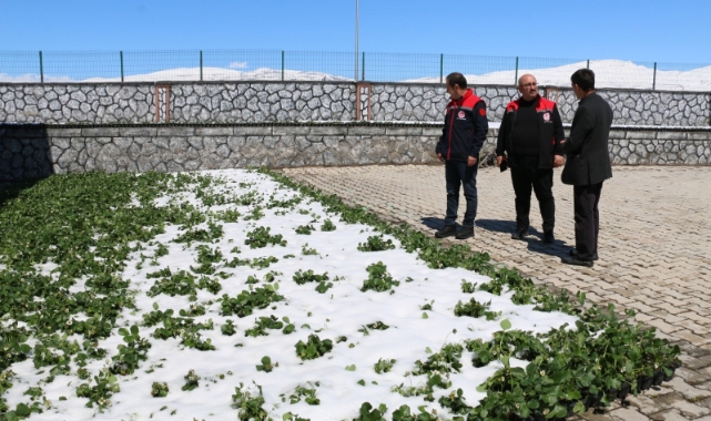 Erzincan'ı zirai don vurdu