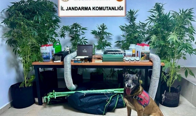 Evini uyuşturucu bahçesine çeviren öğretmene gözaltı!
