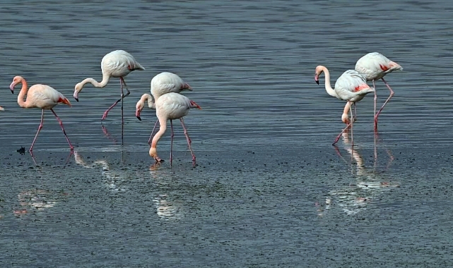 Flamingoların ilk kafilesi Van Gölü'ne geldi