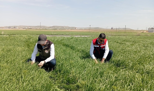 Hububat ekili alanlarda bitkisel hastalıklara karşı kontroller başladı
