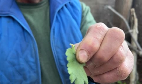 Kahramanmaraş'ta bitkilere adanmış hayat