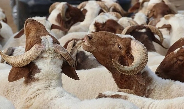 Kurban Bayramı'na kaç gün var?