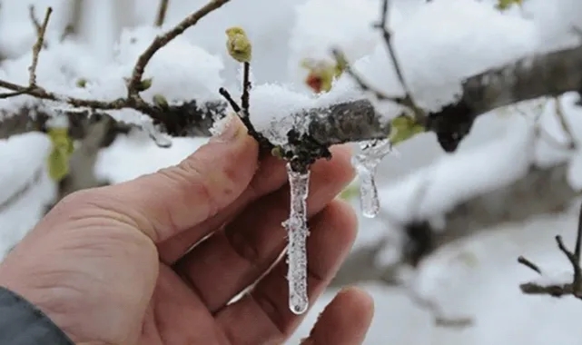 Meteorolojiden zirai don ve kırağı uyarısı