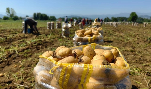 Patates ihracatı geçen yıla göre 114 kat arttı!