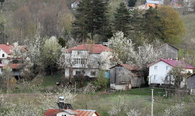 Sakarya’nın 800 rakımlı mahallesi çiçek bahçesine döndü