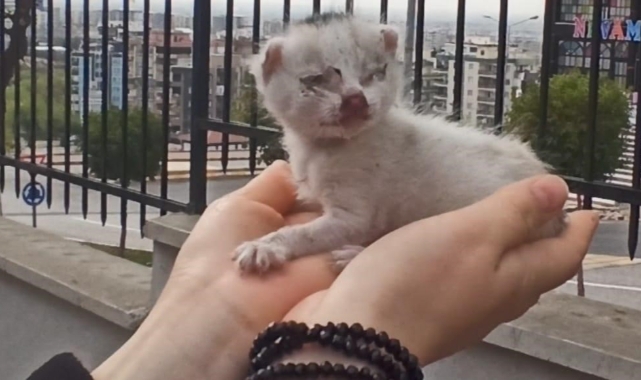 Şanlıurfa'da mazgala düşen yavru kedi kurtarıldı