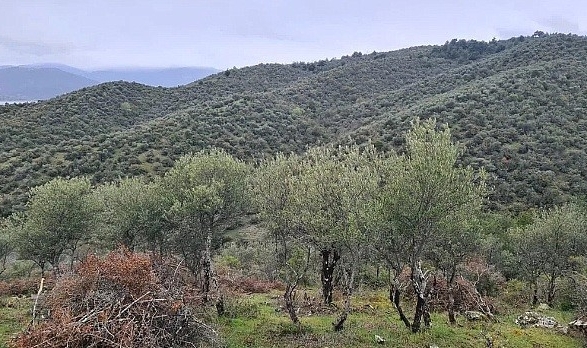 Sinop'ta Delice zeytin ağaçları ekonomik değere dönüşüyor